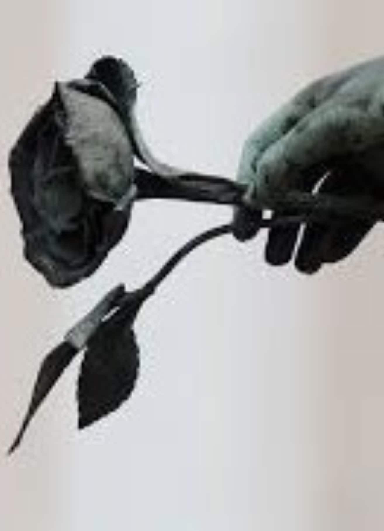 The Grave and The Rose