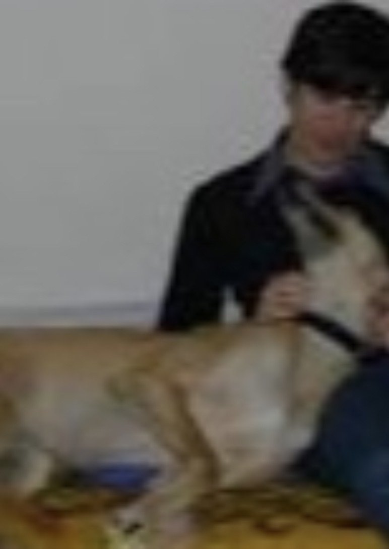 Foster Dog
